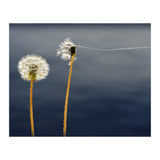 Common dandelions (Print Only) thumbnail