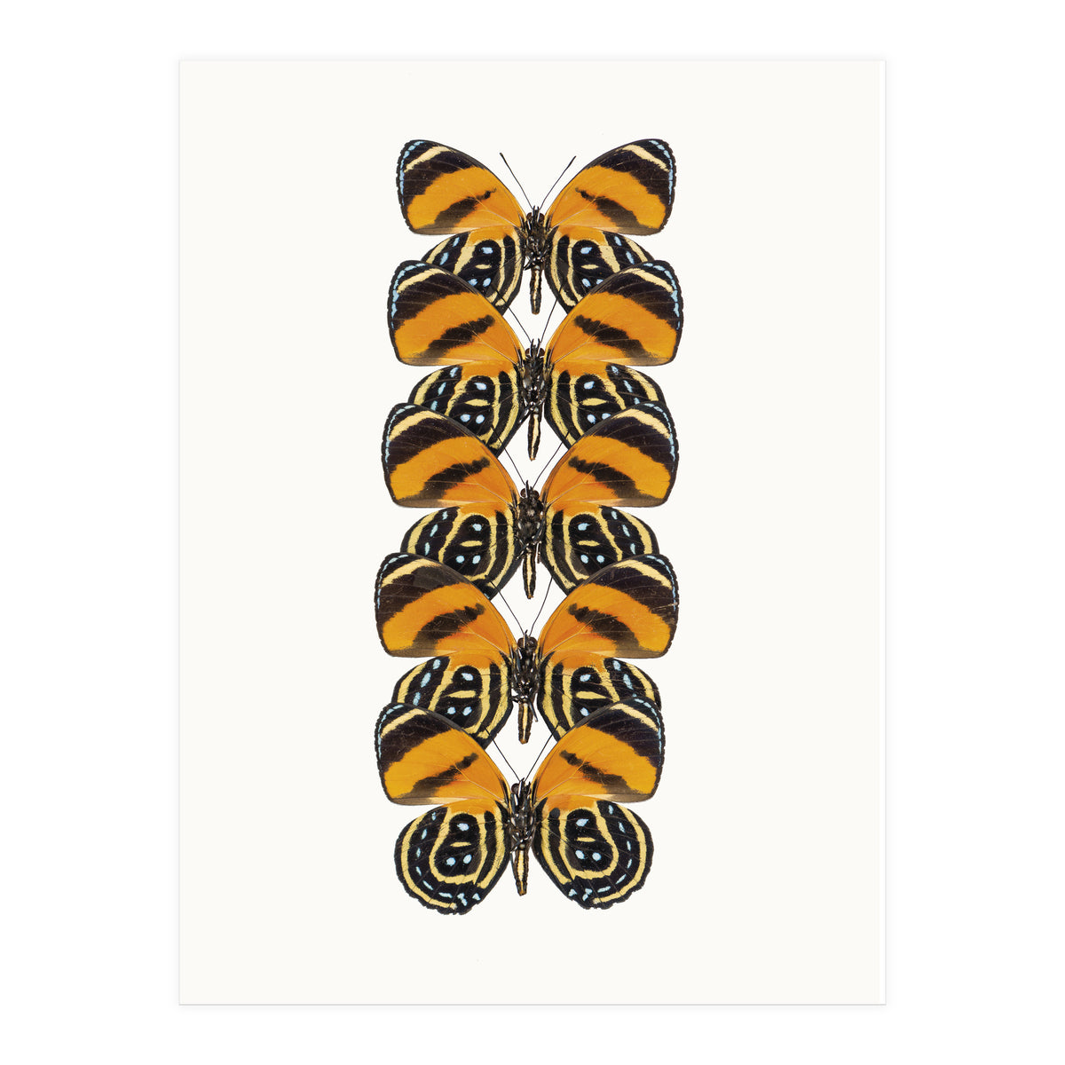 Cc Butterflies 07 (Print Only)