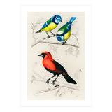 Different types of birds illustrated (Print Only) thumbnail