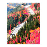Valley of Pink Trees | Fantasy Pop of Color Forest Nature | Jungle Adventure Road Trip Pine (Print Only) thumbnail