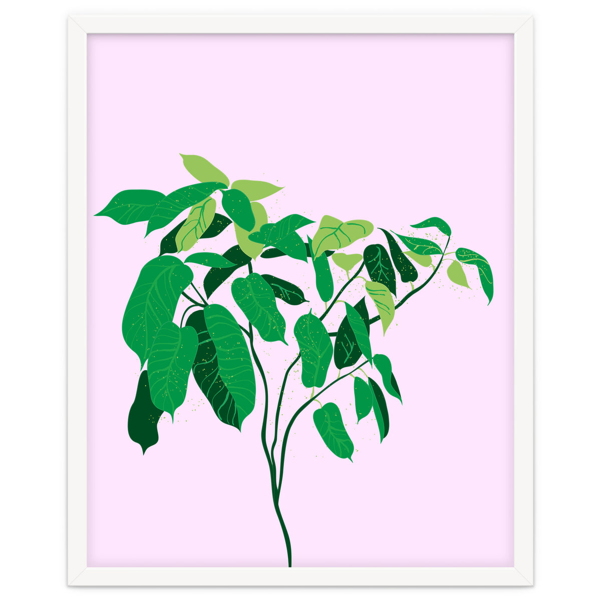 Ficus on Pink Background