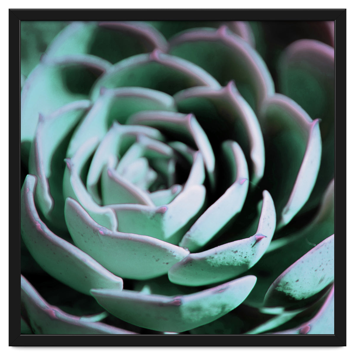 DARKSIDE OF SUCCULENTS III-A