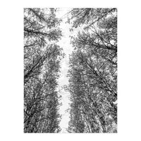 Treetops (Print Only)