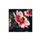 Wind Flower (Print Only) thumbnail