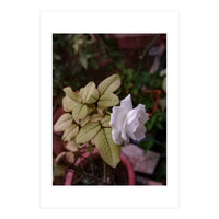 White Rose Garden (Print Only)