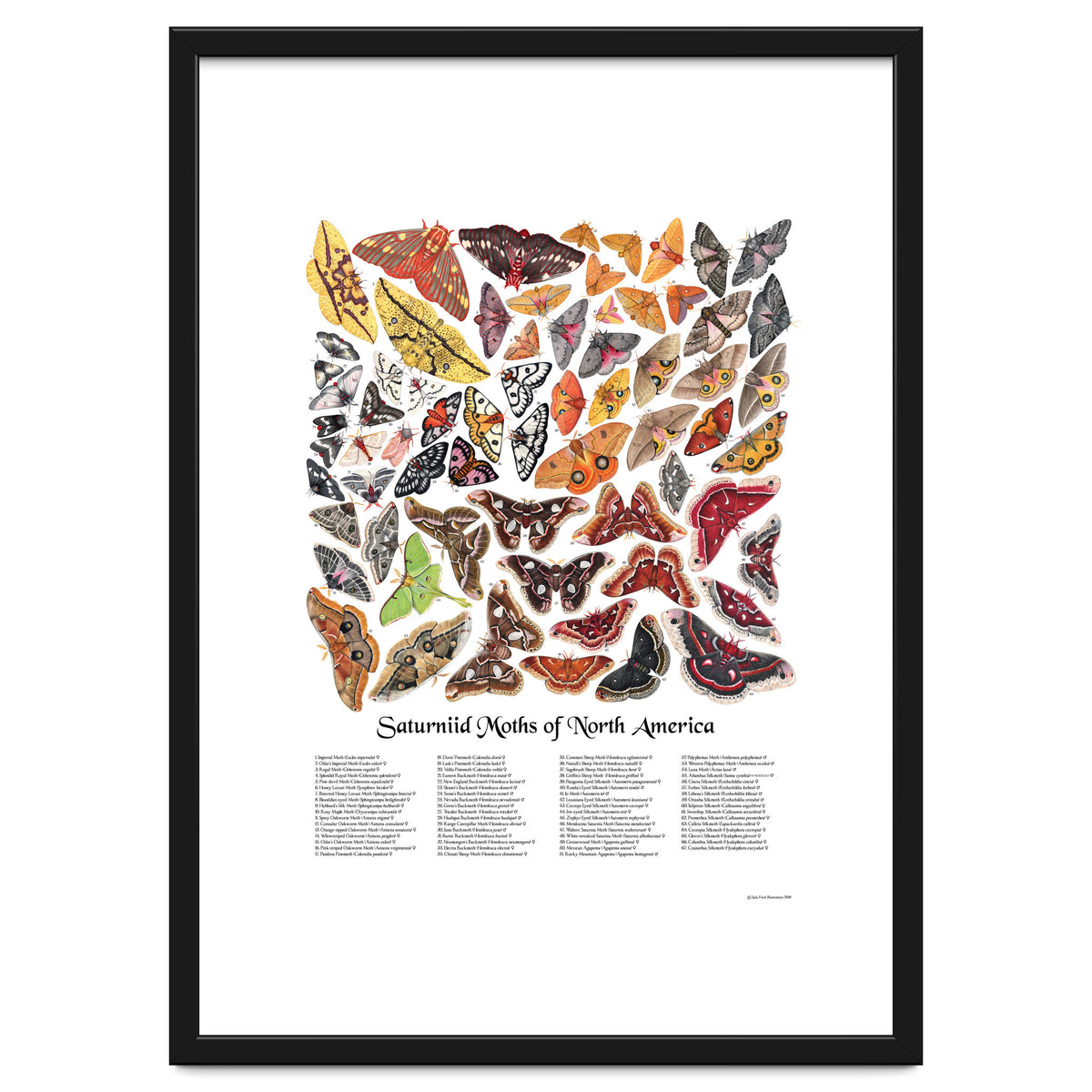 Saturniid Moths of North America