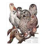Owls Of The Northeast (Print Only) thumbnail