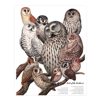 Owls Of The Northeast (Print Only)