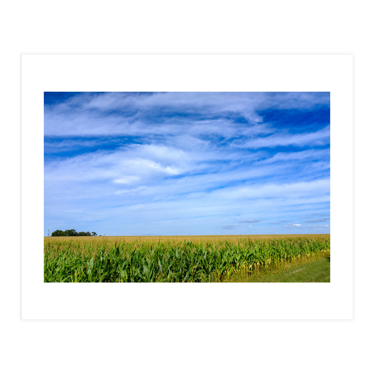 Illinois Cornfield (Print Only)