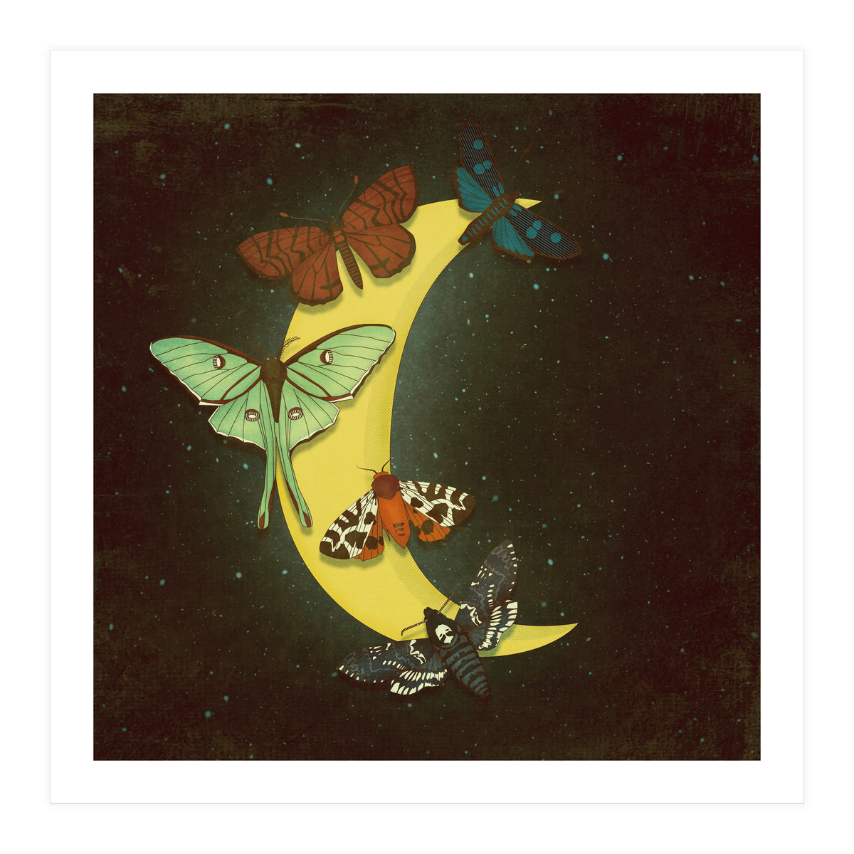Moth moon (Print Only)