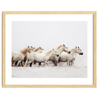 White Horses - Nature Photography