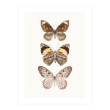 Cc Butterflies 06 (Print Only) thumbnail