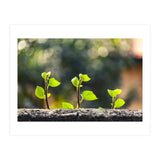 Plant in Nature (Print Only) thumbnail