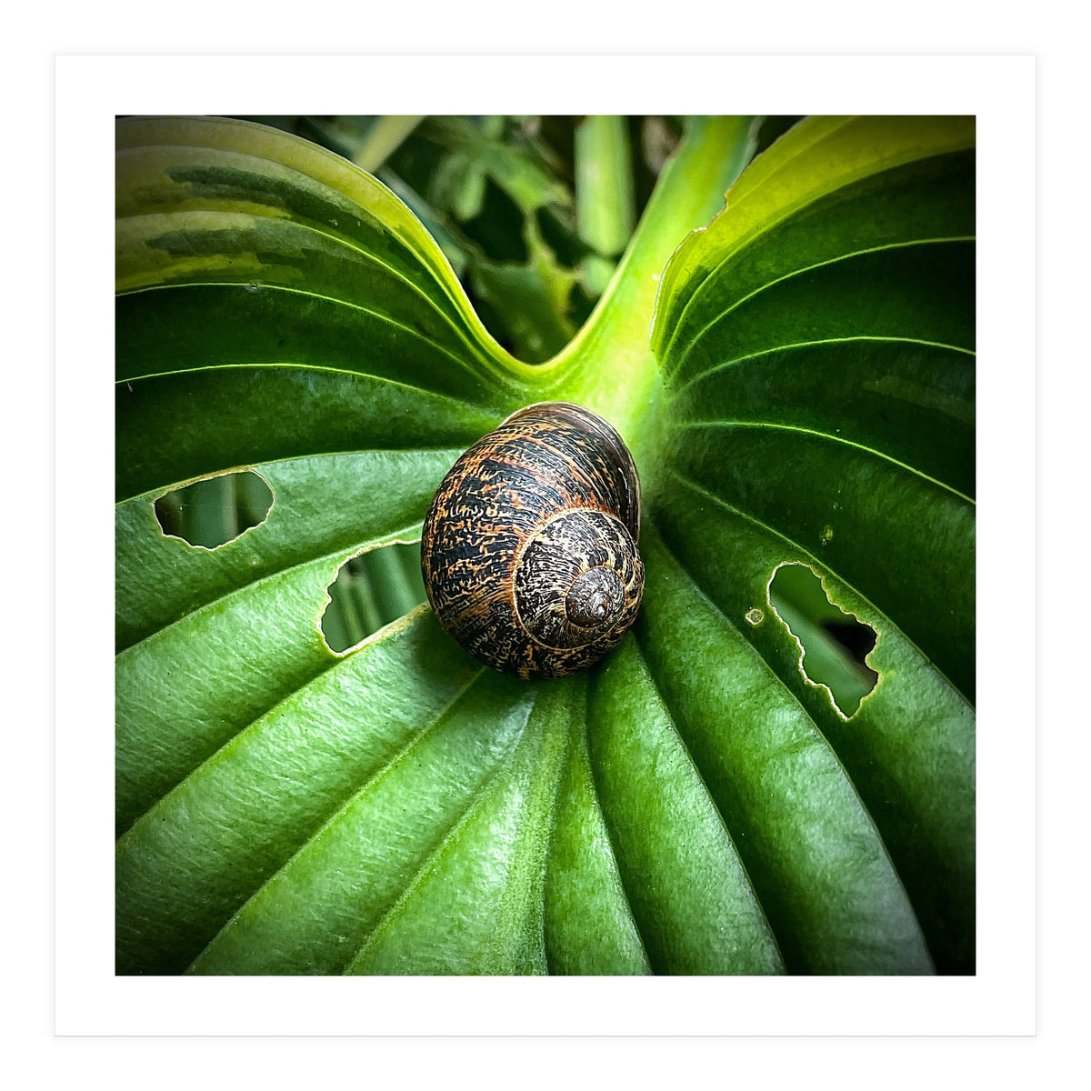 Snail on a hosta leaf (Print Only)