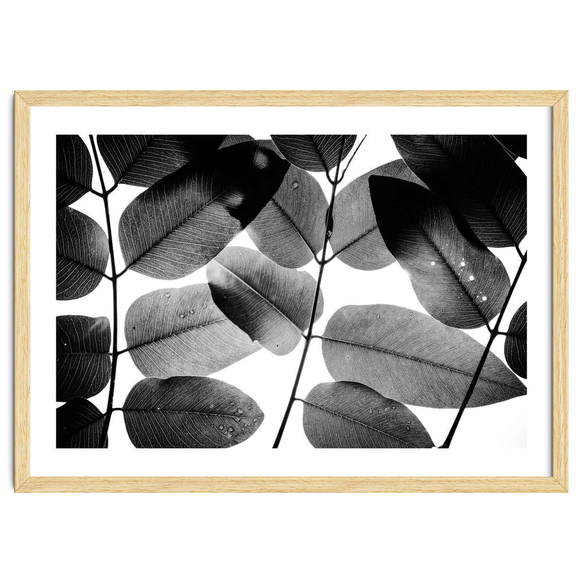 Experiments with Leaves II