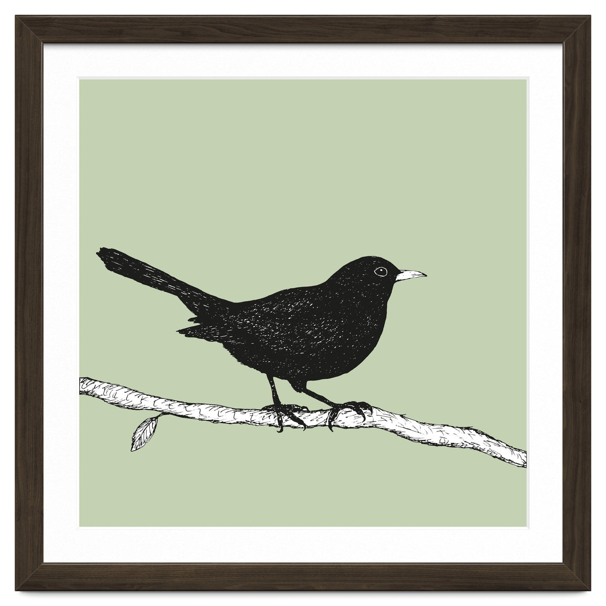 Blackbird pen drawing