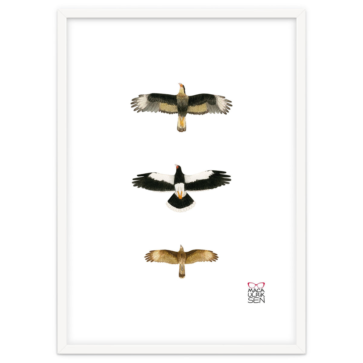 Falconidae n.2