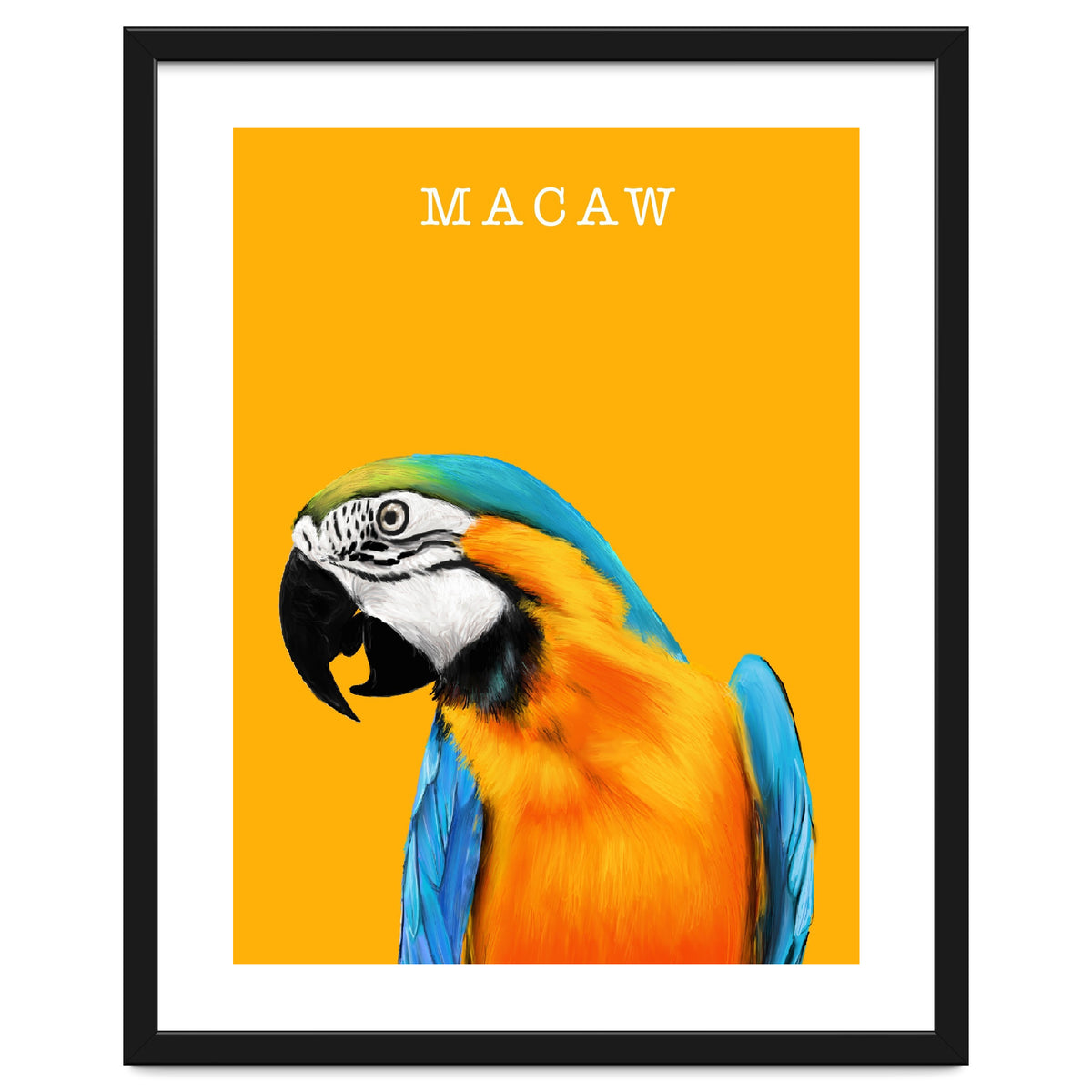Macaw