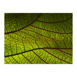 Leaf (Print Only) thumbnail