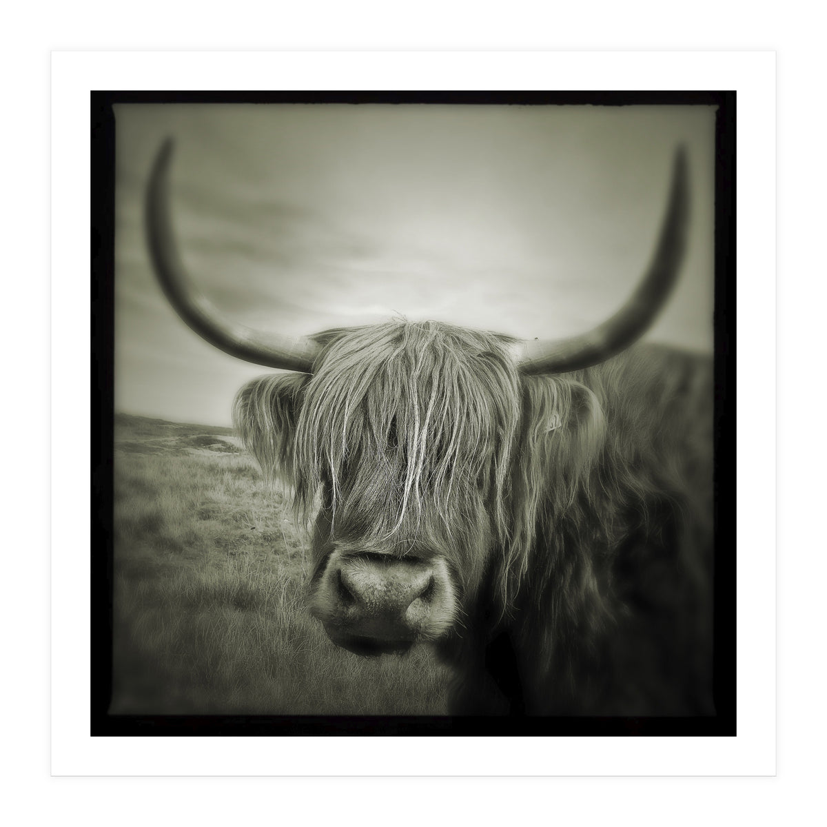 Elgol Cow (Print Only)