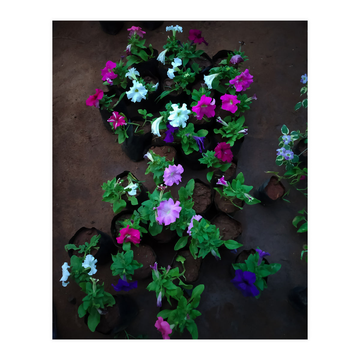 Beautiful Flower Garden (Print Only)