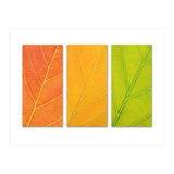 Autumn Leaves (Print Only) thumbnail