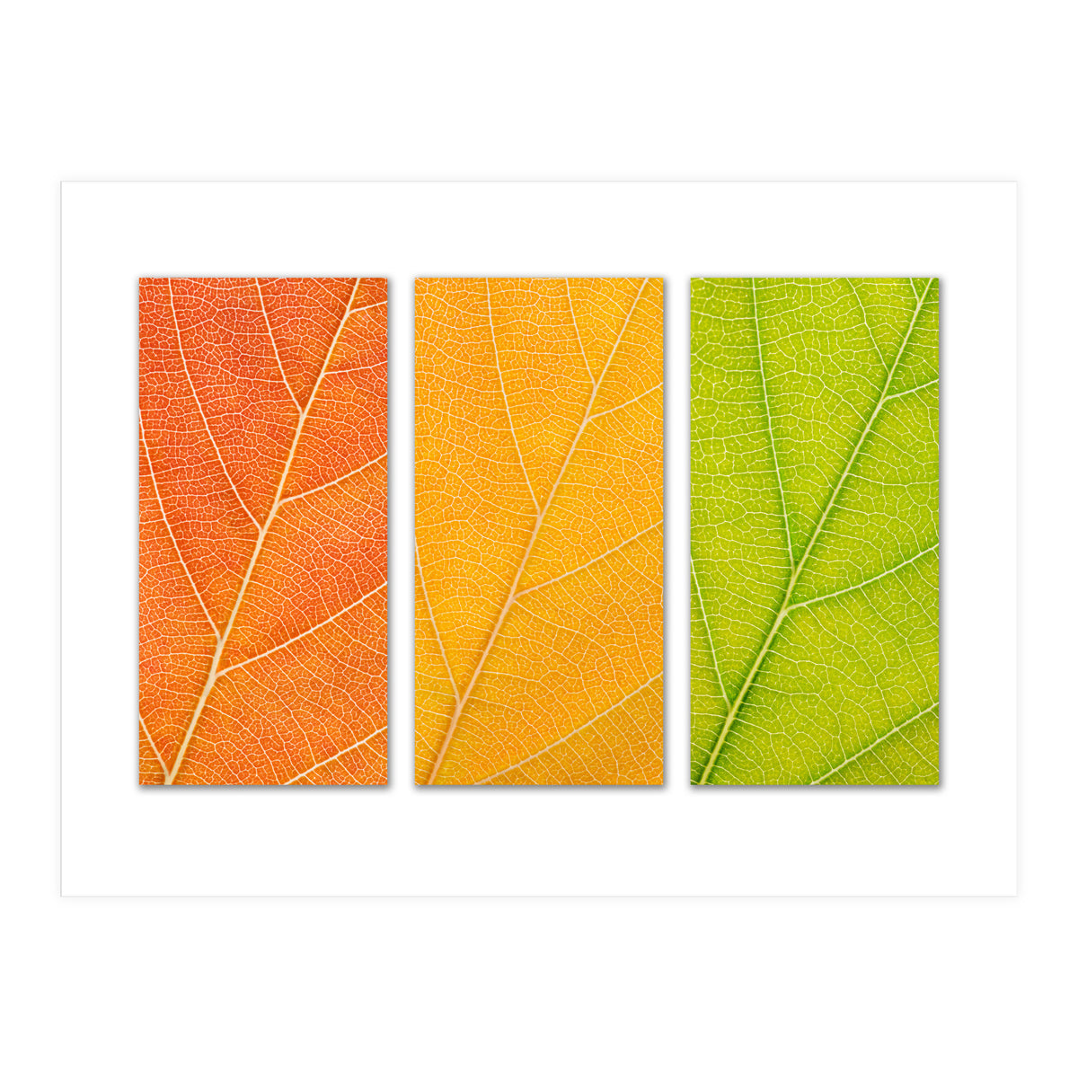 Autumn Leaves (Print Only)