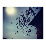Free Birds (Print Only) thumbnail