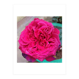 Beautiful Fragrant Rose (Print Only) thumbnail