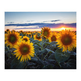 Sunflowers (Print Only) thumbnail