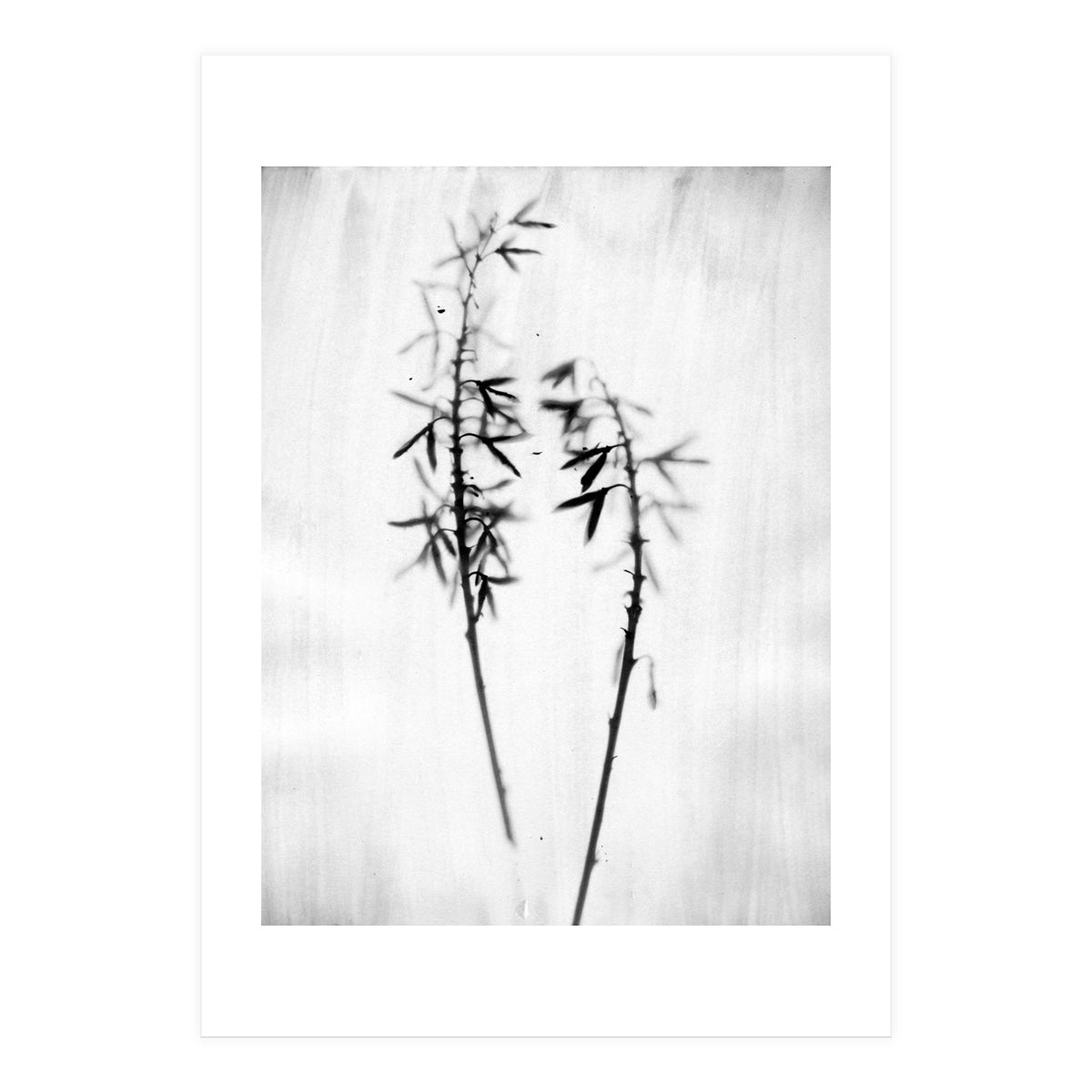 Hosta 2 (Print Only)