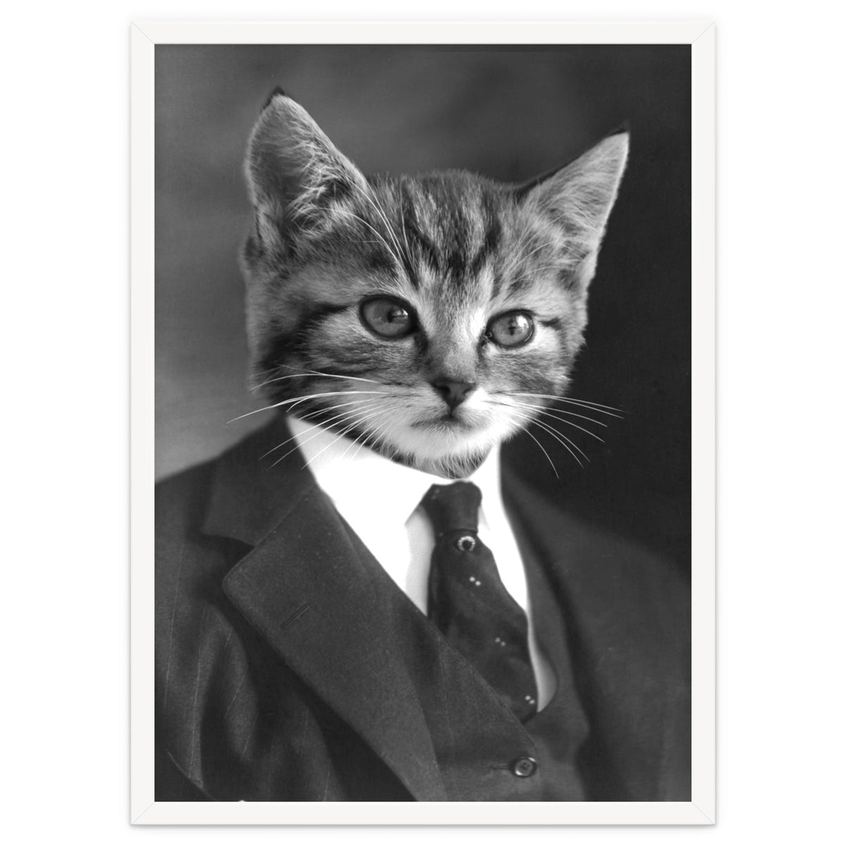 Gentleman Cat