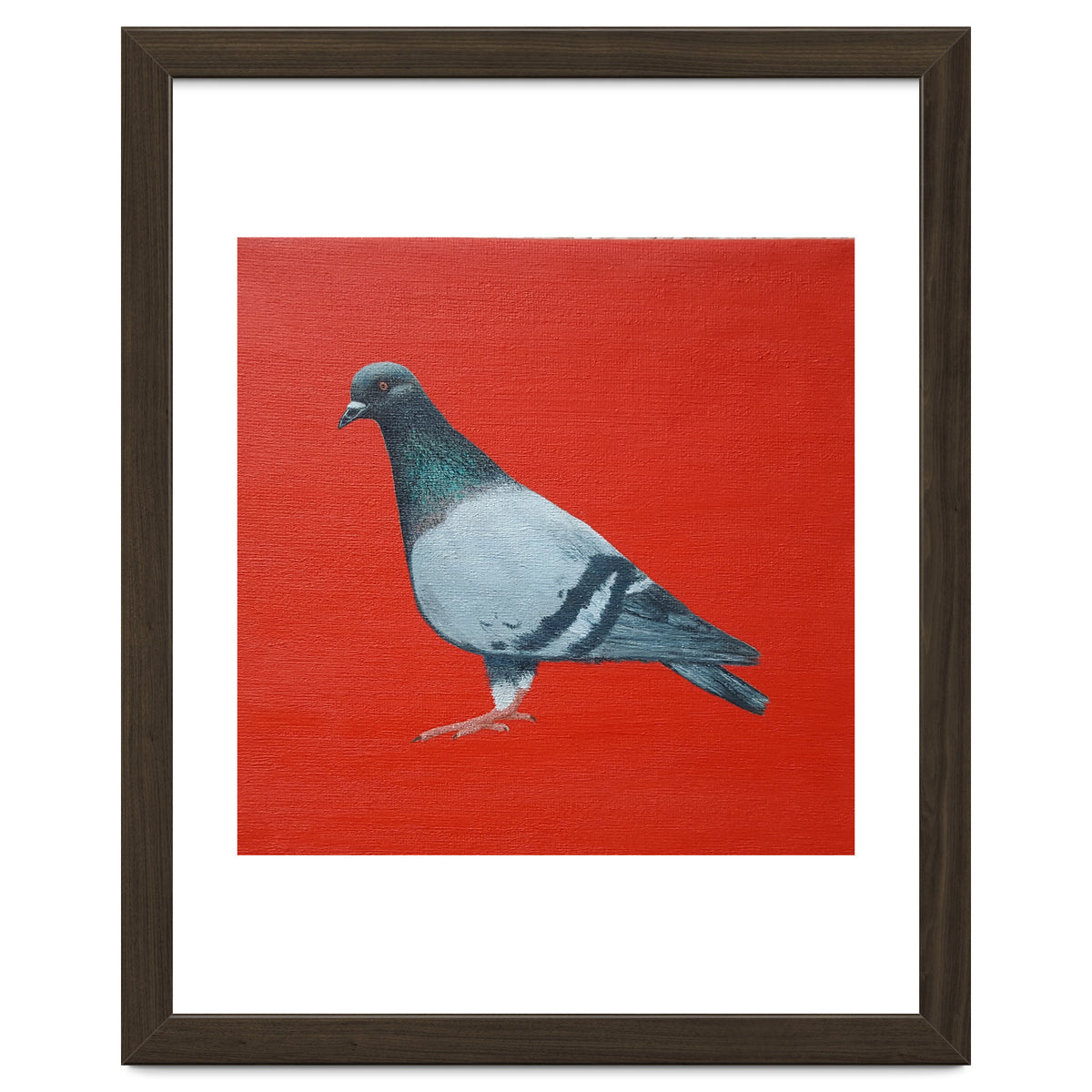 Pigeon