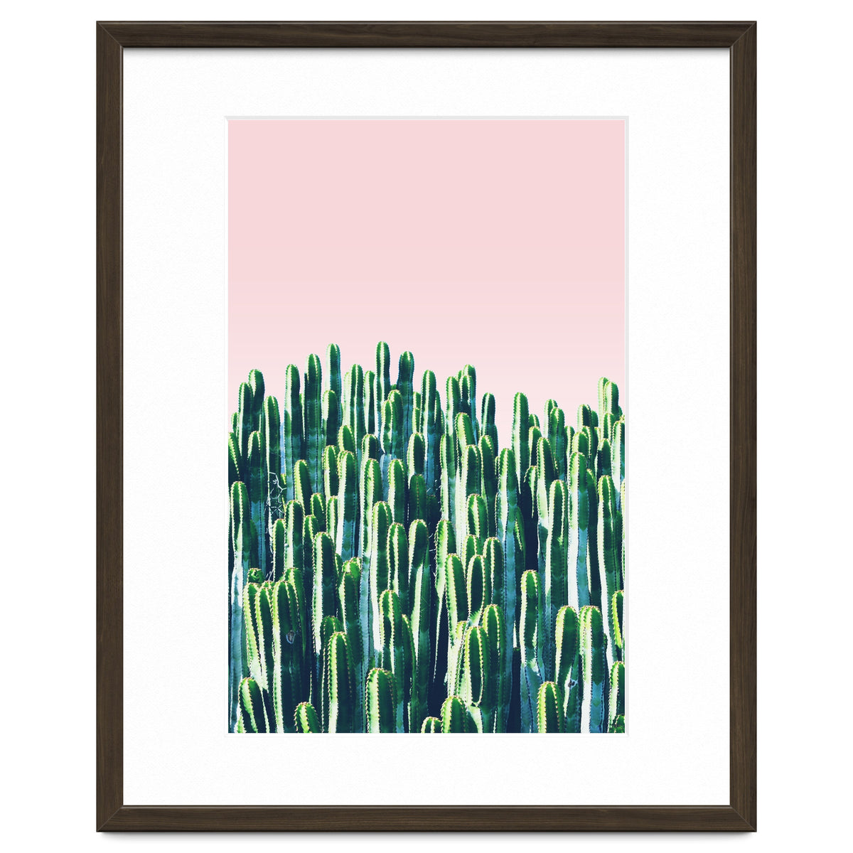 Cactus & Sunset II