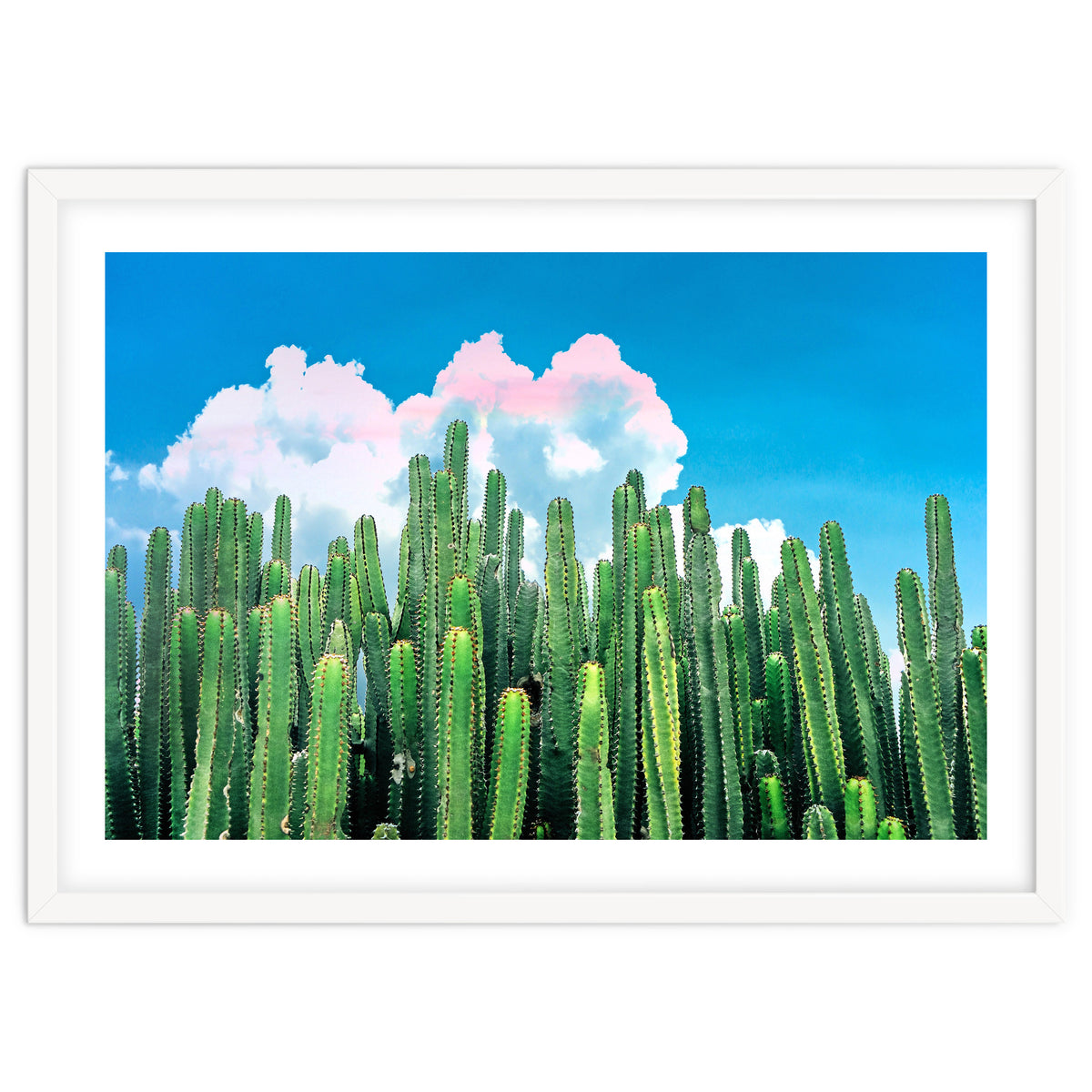 Cactus Summer