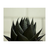 Succulent (Print Only) thumbnail