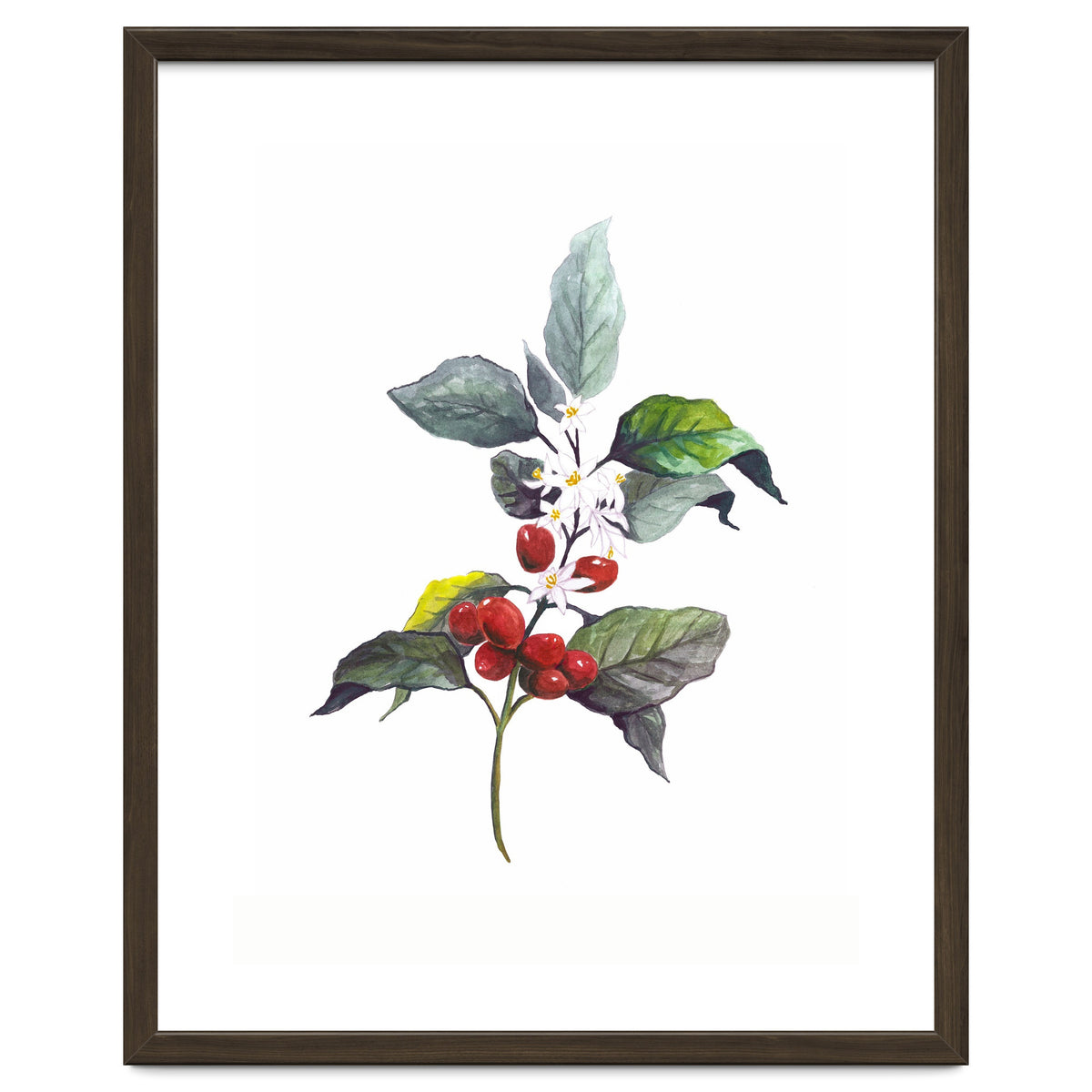 1 Botanical Illustration Kaffee Pflanze