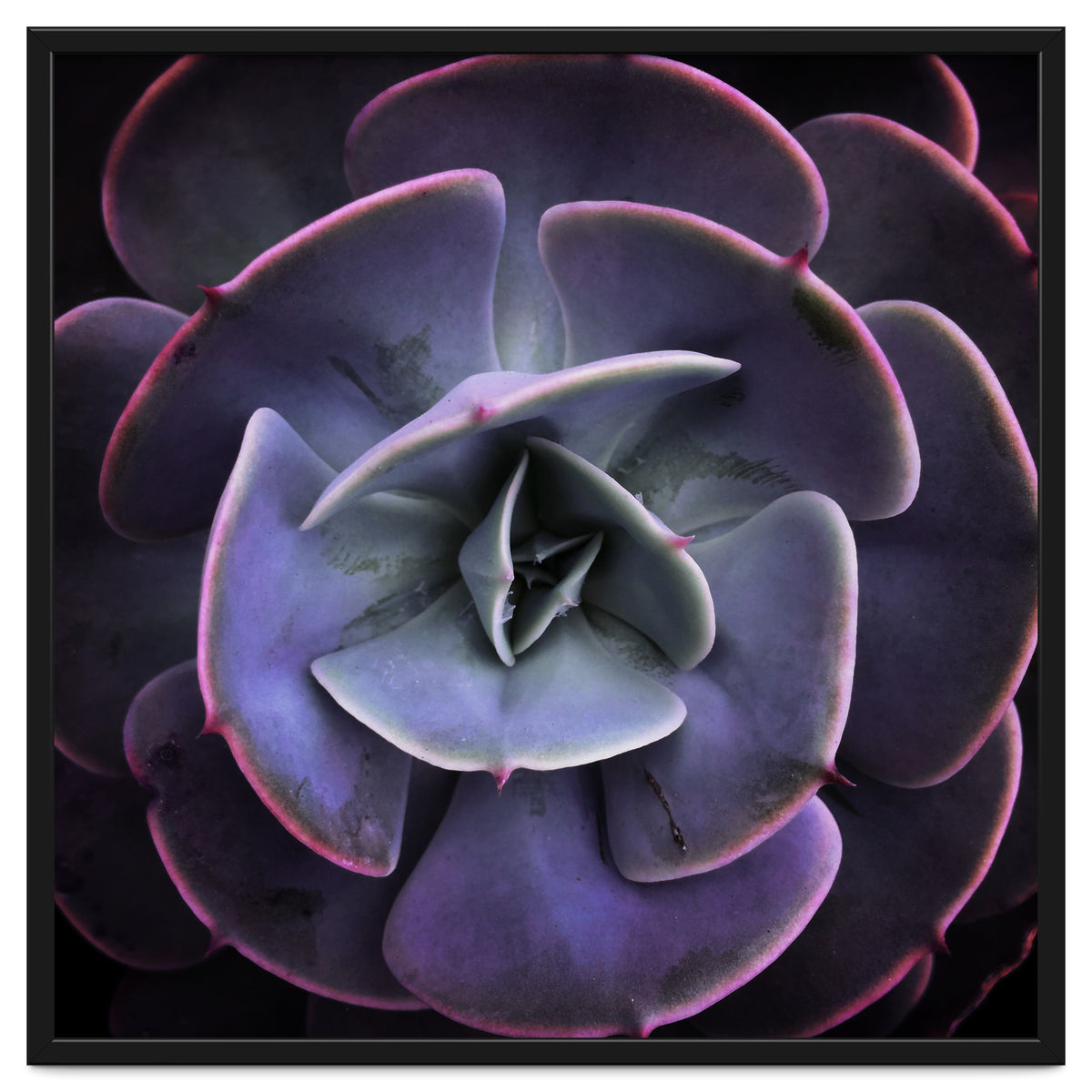 DARKSIDE OF SUCCULENTS VII