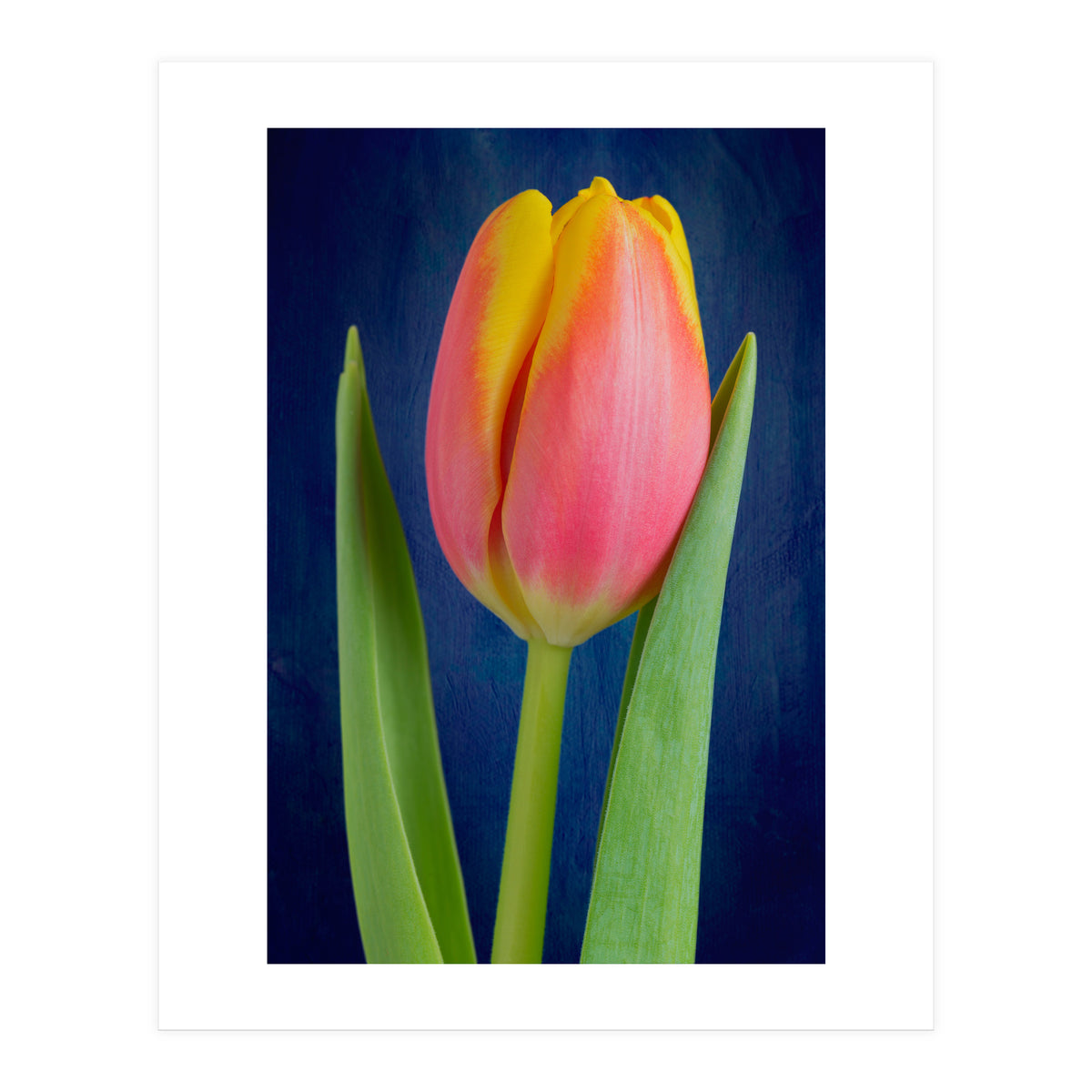 Tulip (Print Only)