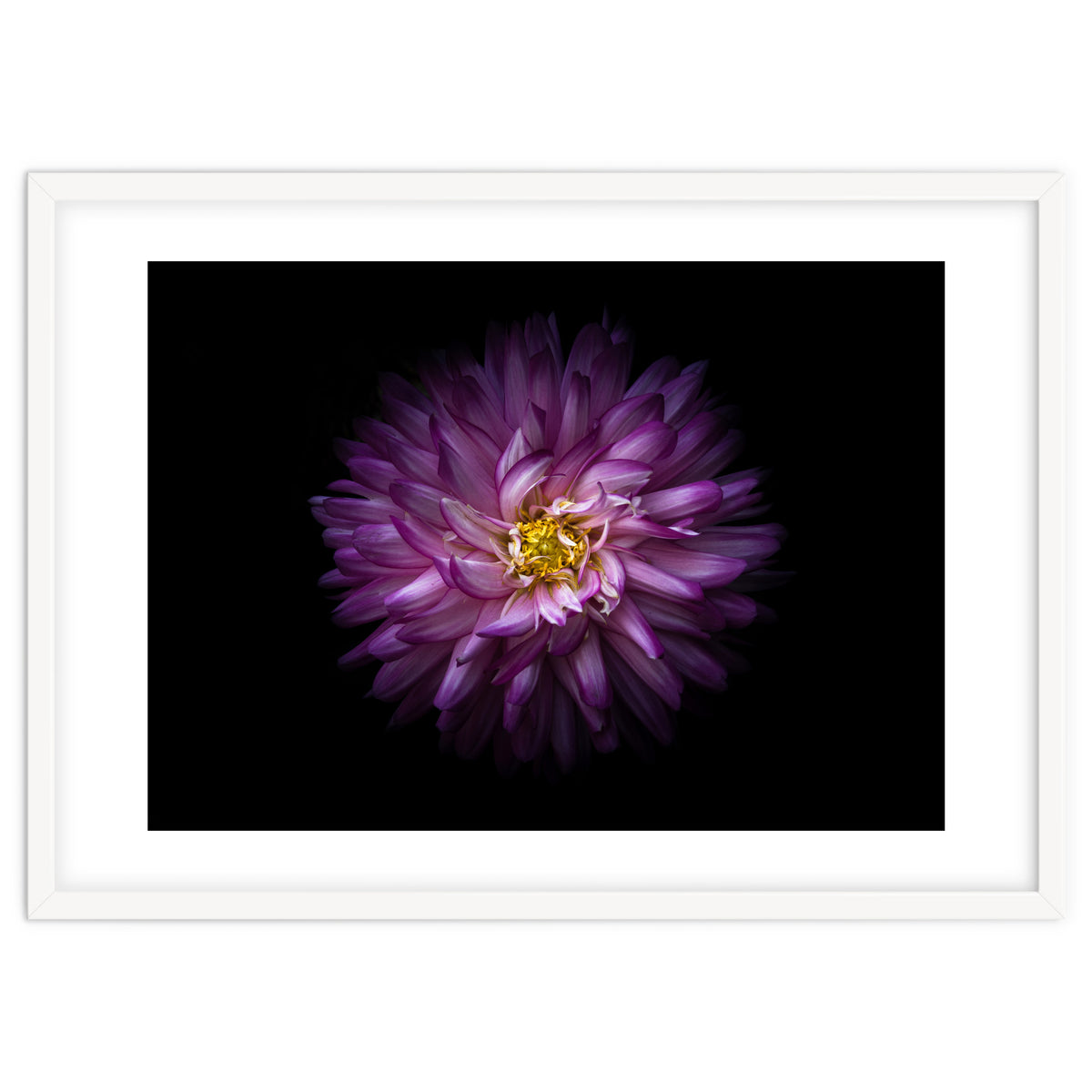 Backyard Flowers 20 Color Version