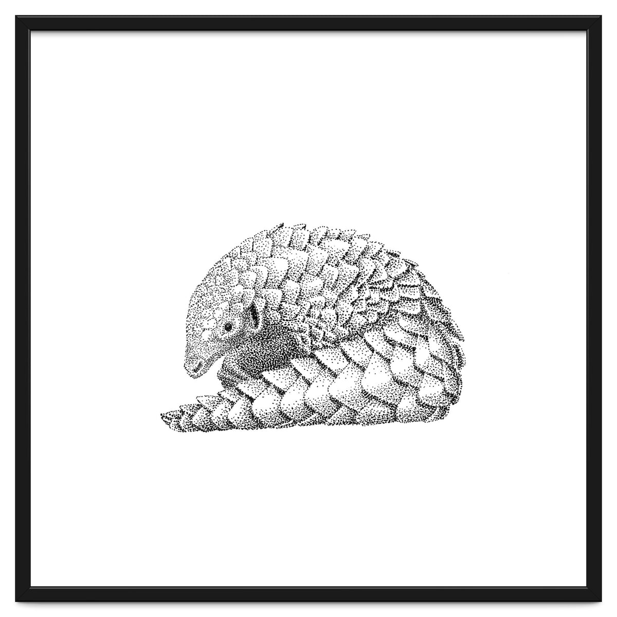 Pangolin