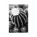 Cactus (Print Only) thumbnail