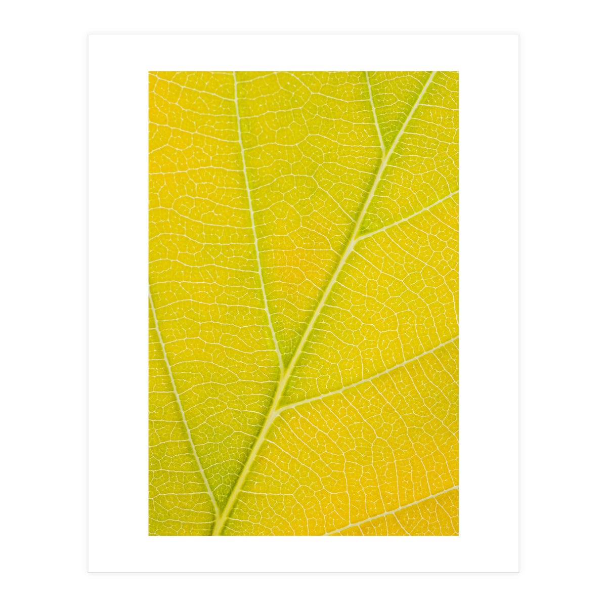 Autumn Leaf (Print Only)