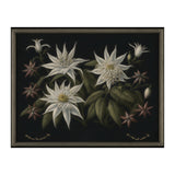 Edelweiss Vintage Illustration (Print Only) thumbnail