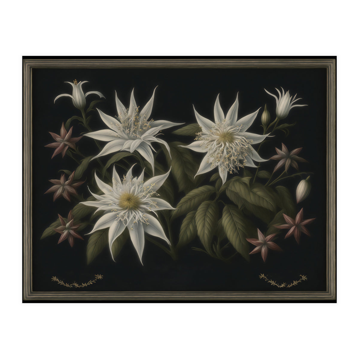Edelweiss Vintage Illustration (Print Only)
