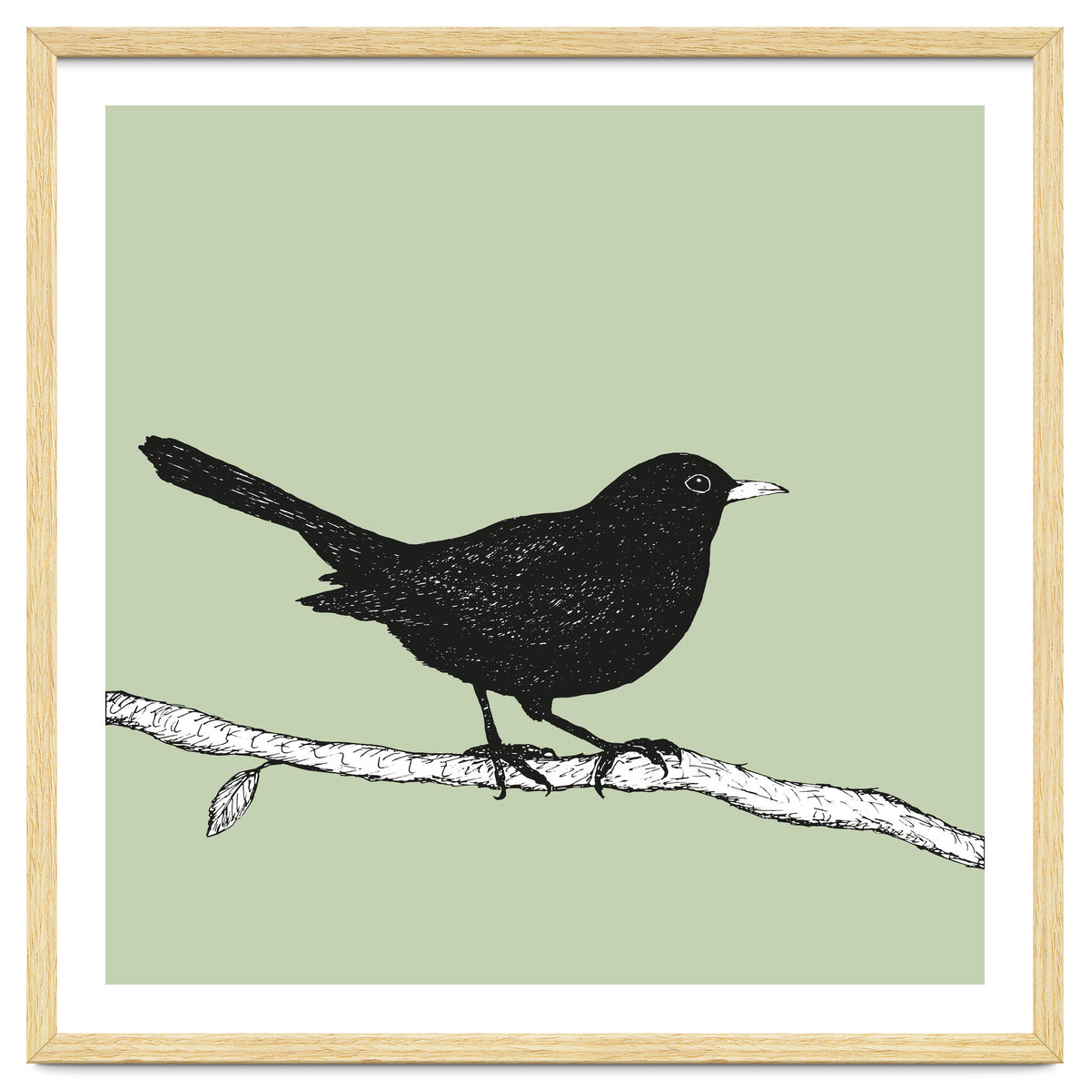 Blackbird pen drawing