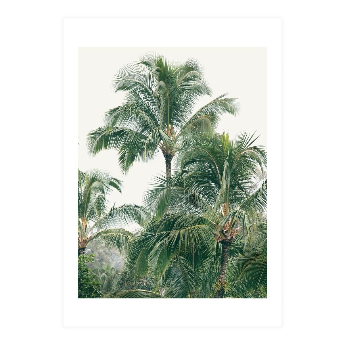 Lush Palm Trees (Print Only)