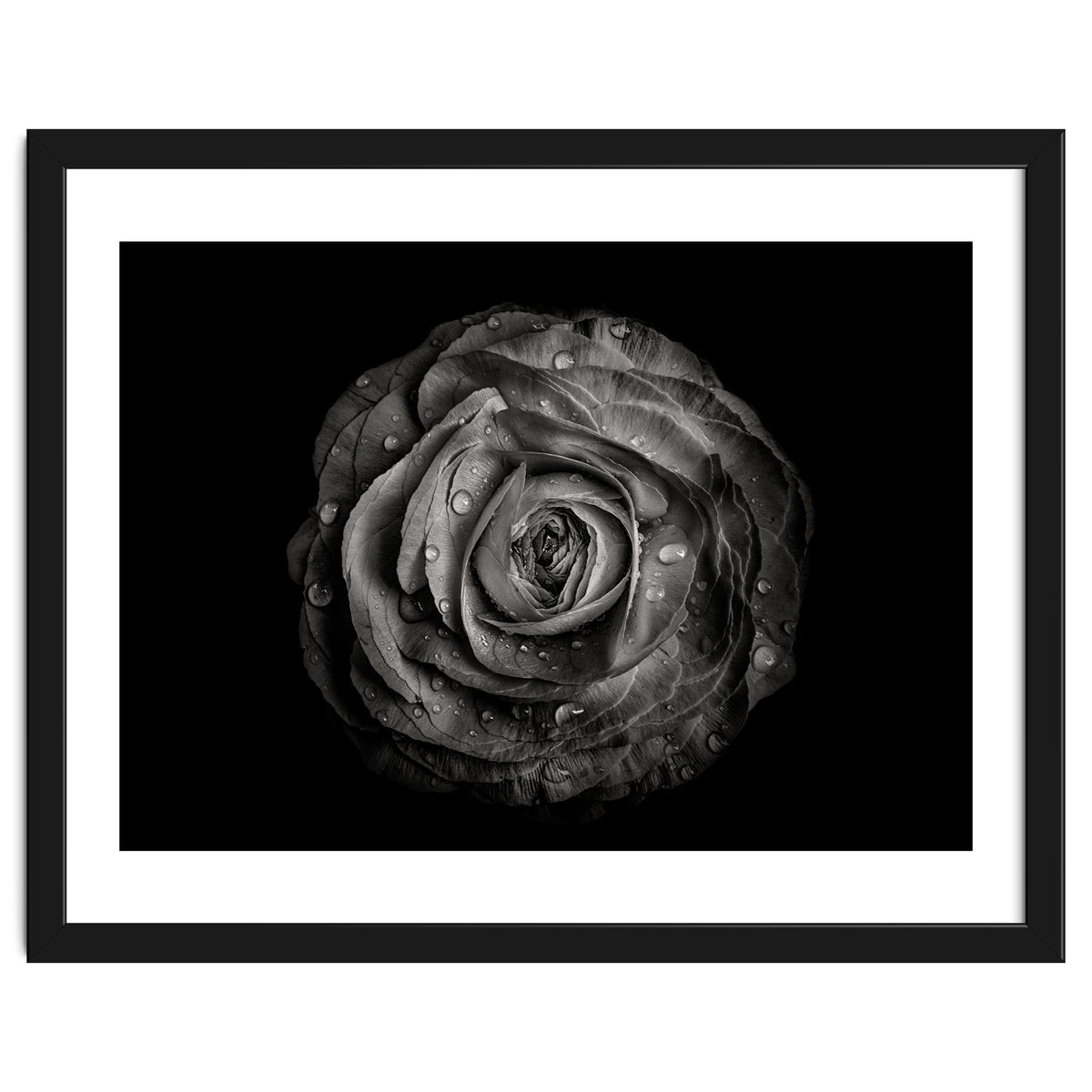 Backyard Flowers In Black And White 72