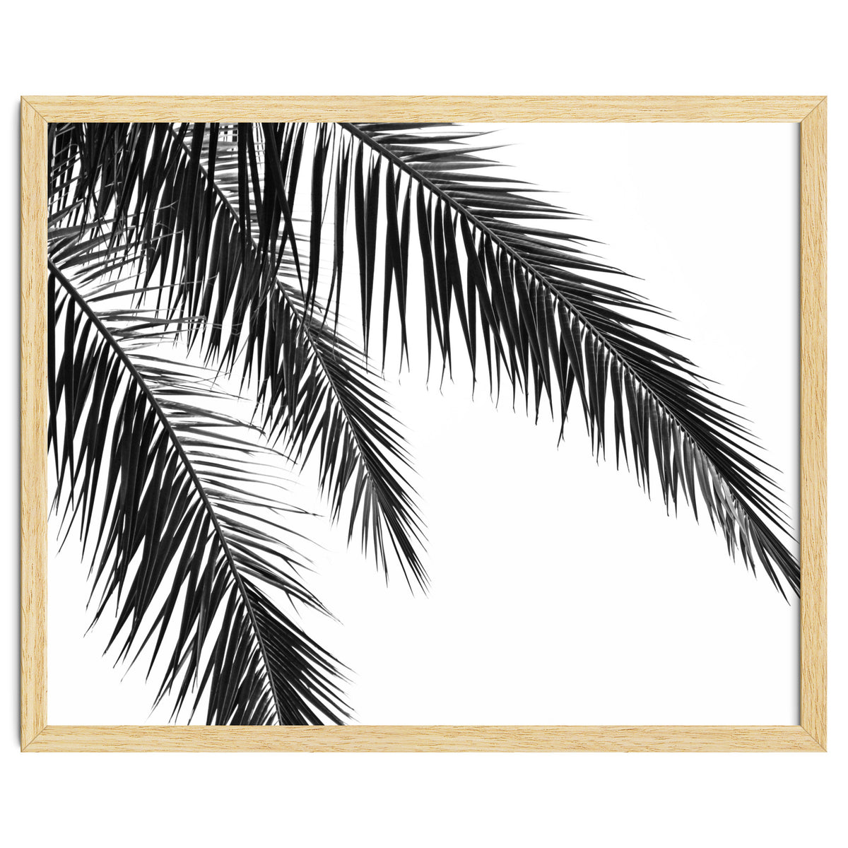 Palm Leaves