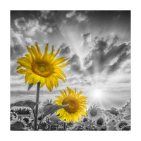 Focus on two sunflowers (Print Only)